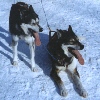 Sled Dogs